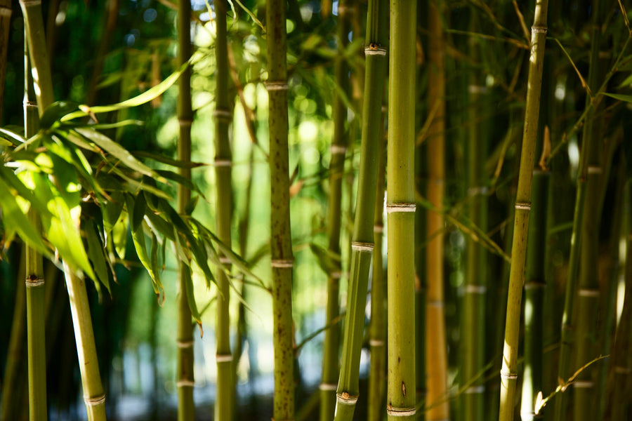 Wereld bamboe dag