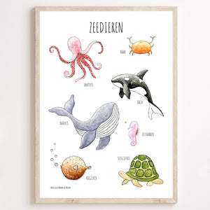 Zeedieren poster A3  - Juulz Illustraties