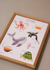 Zeedieren poster A3  - Juulz Illustraties